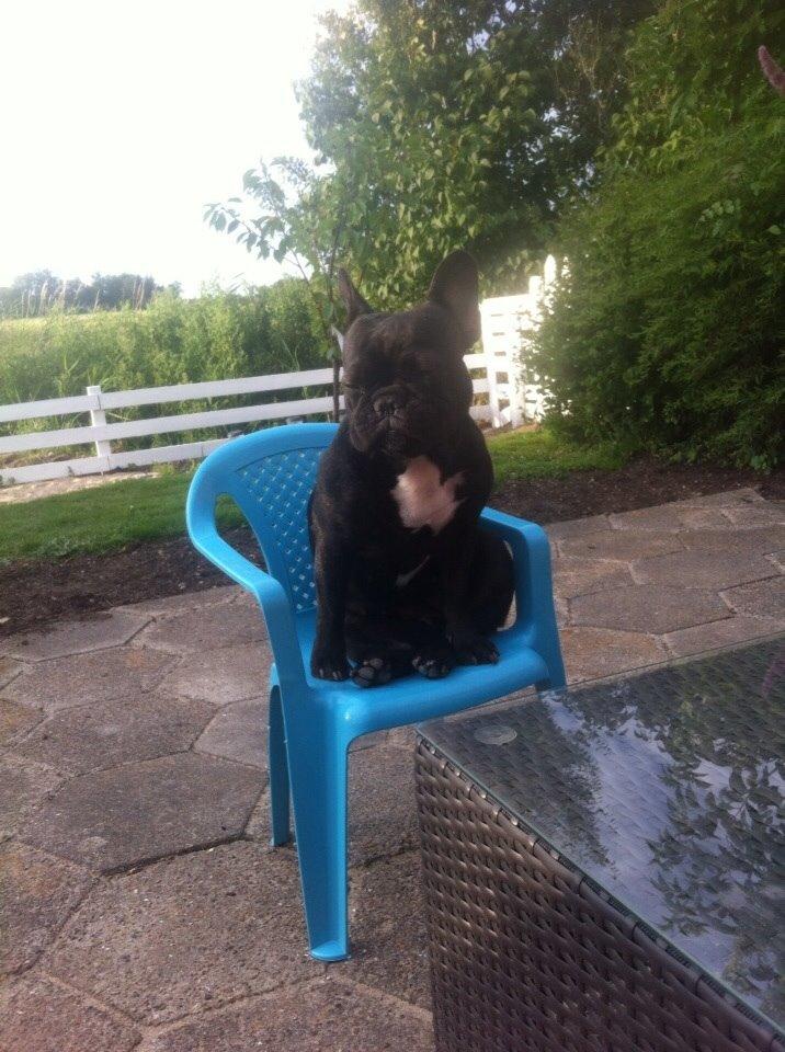 Fransk bulldog Abaldcans Le Bell billede 5