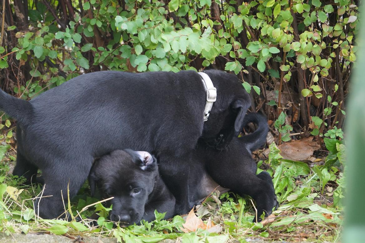 Blanding af racer Tikka (?) billede 3