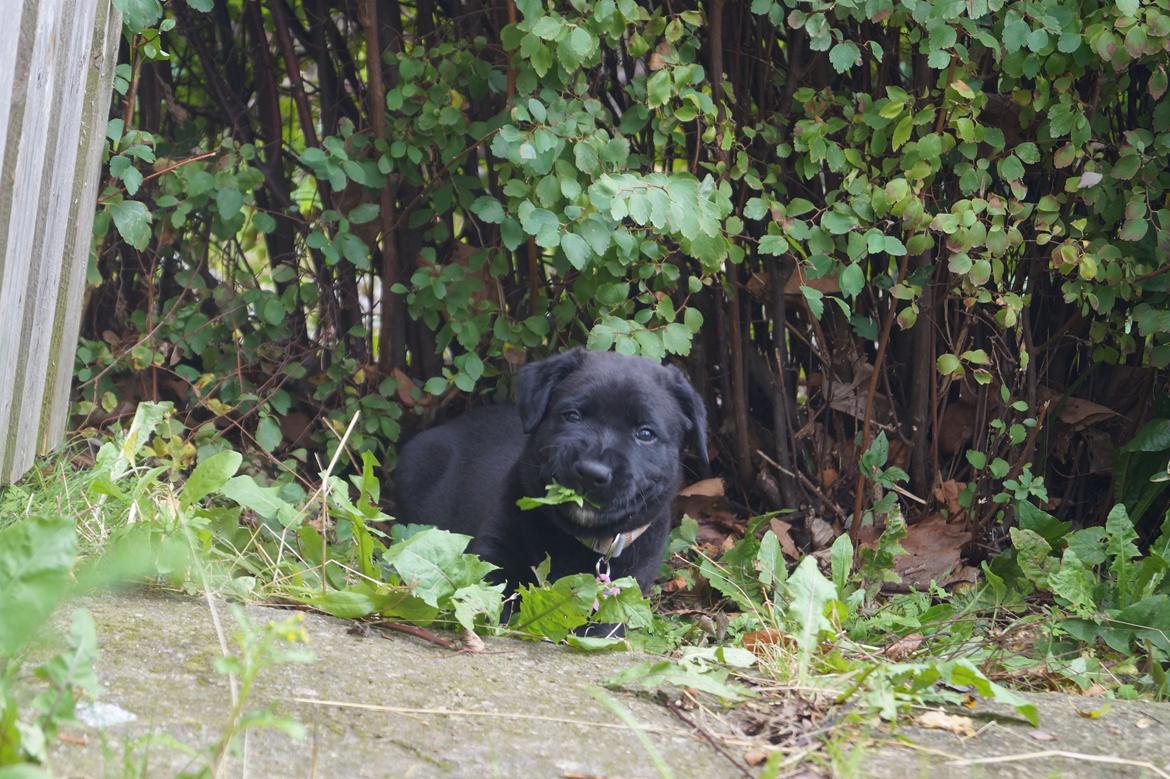 Blanding af racer Tikka (?) billede 5