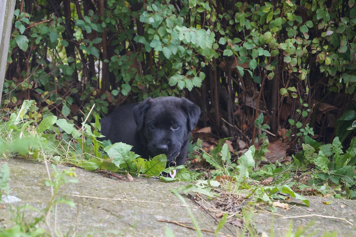 Blanding af racer Tikka (?) billede 6