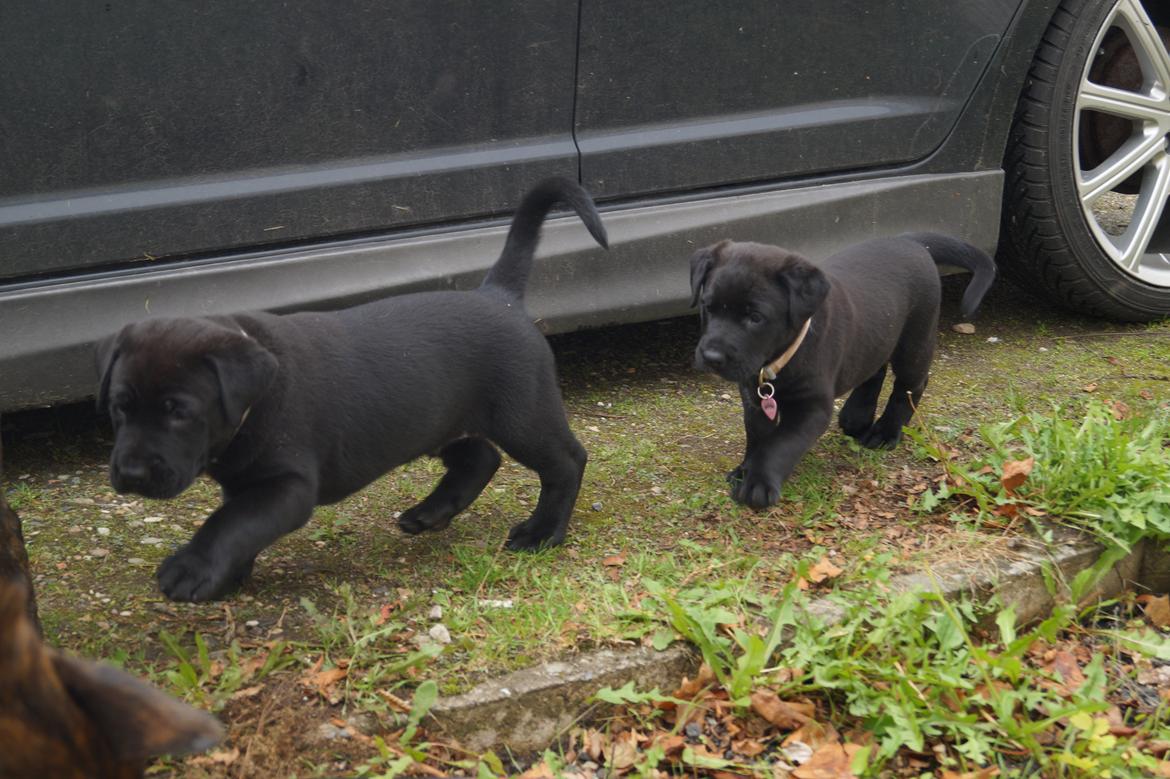 Blanding af racer Tikka (?) billede 7