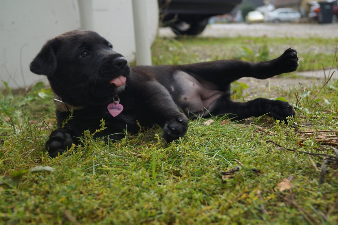 Blanding af racer Tikka (?) billede 1