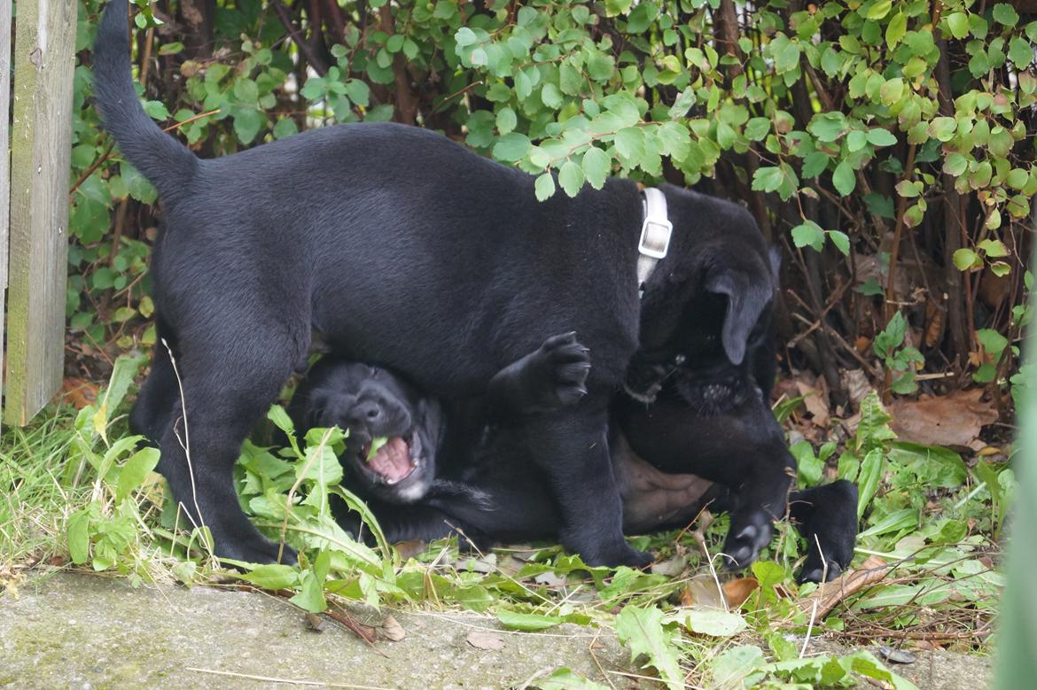 Blanding af racer Tikka (?) billede 4