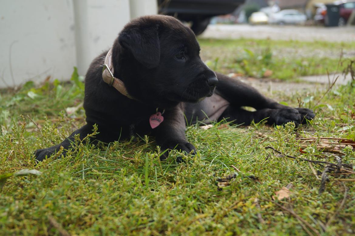 Blanding af racer Tikka (?) billede 8