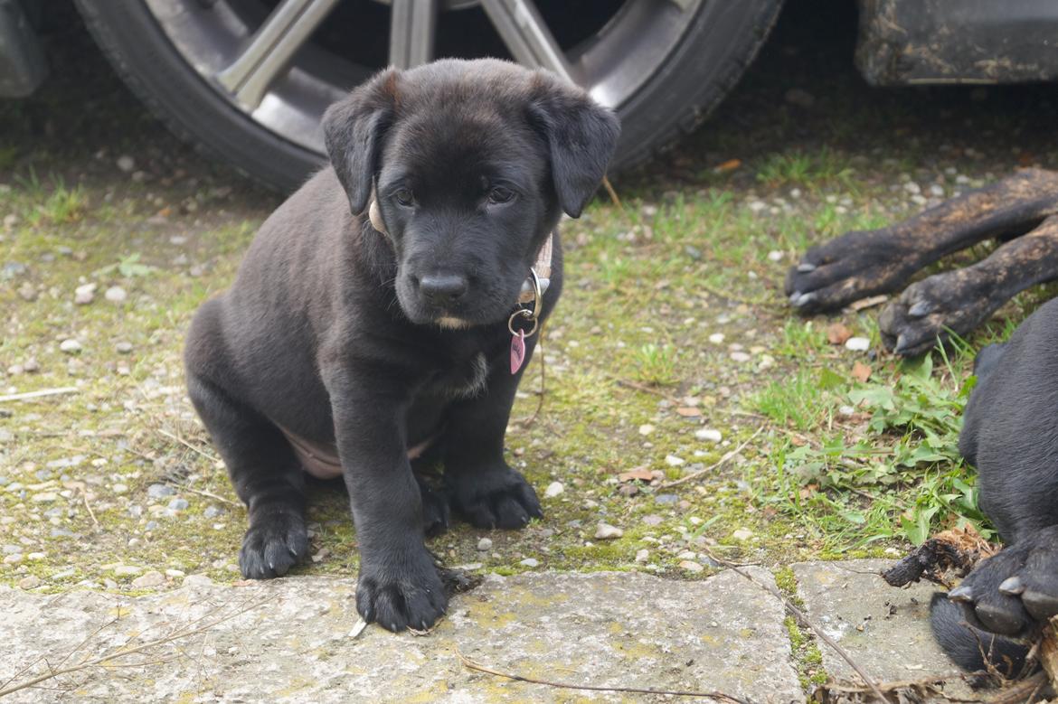 Blanding af racer Tikka (?) billede 9