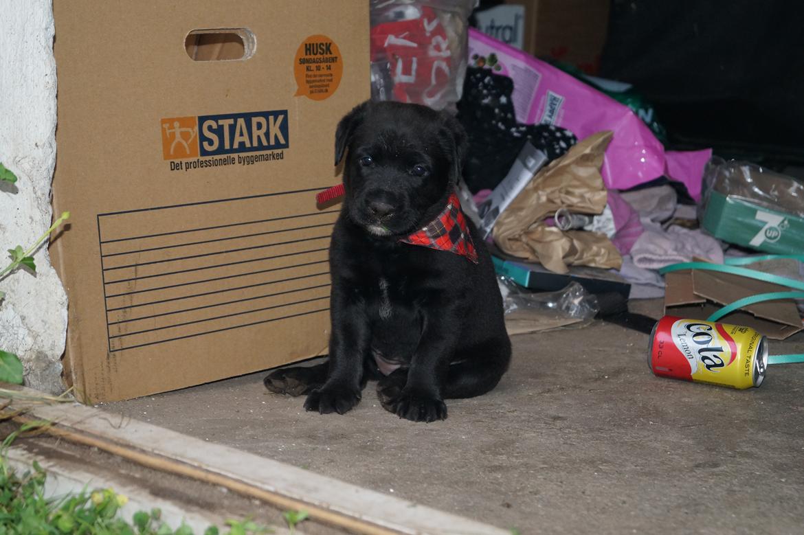 Blanding af racer Tikka (?) billede 11