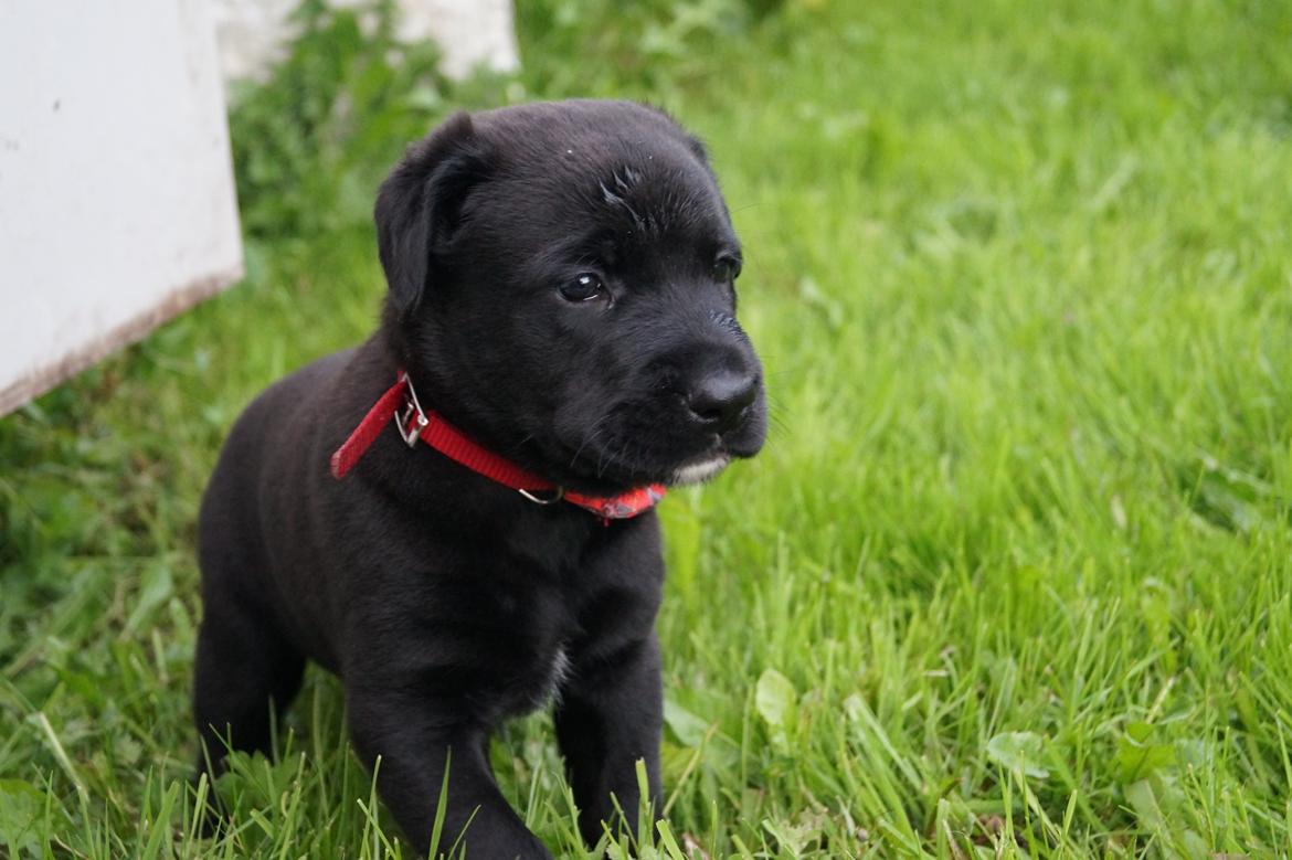 Blanding af racer Tikka (?) billede 10