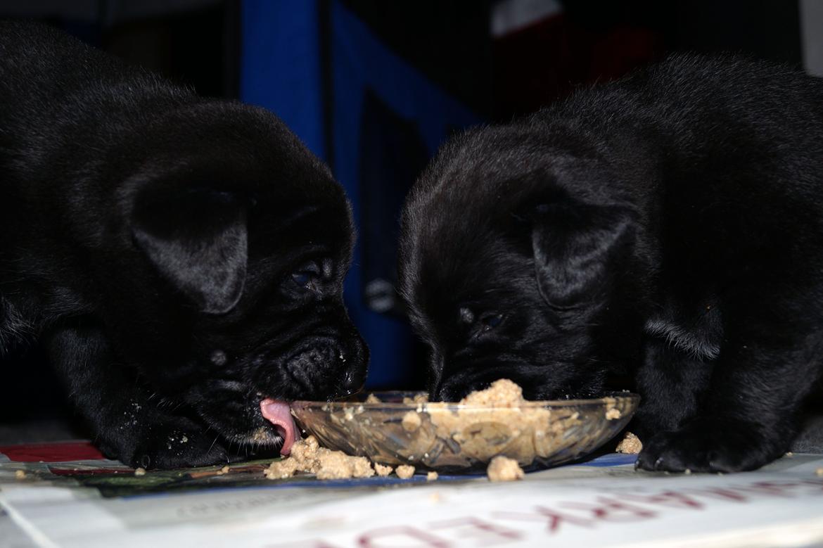 Blanding af racer Tikka (?) billede 12