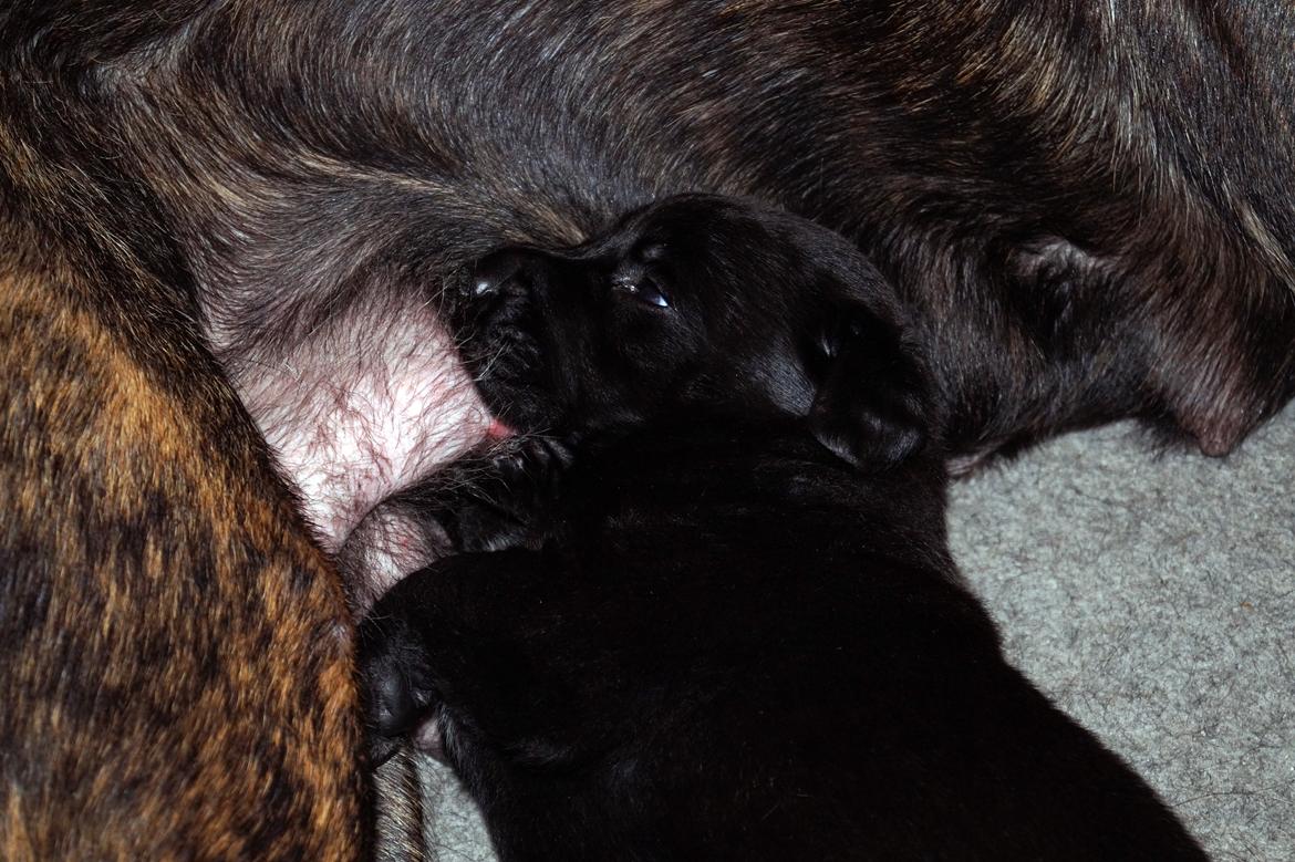 Blanding af racer Tikka (?) billede 13