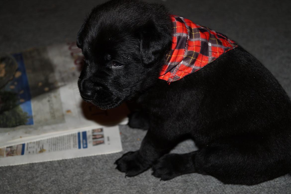 Blanding af racer Tikka (?) billede 14