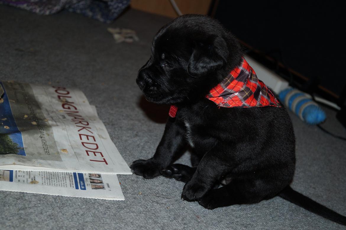 Blanding af racer Tikka (?) billede 15