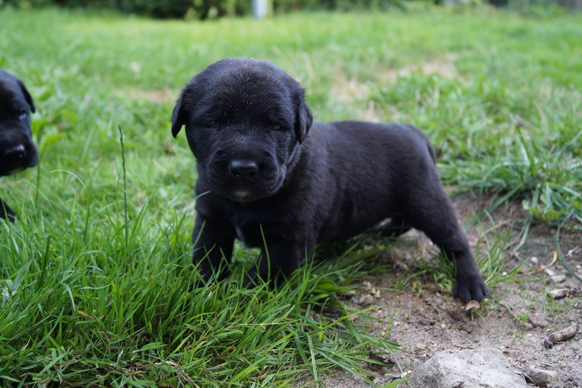 Blanding af racer Tikka (?) billede 16