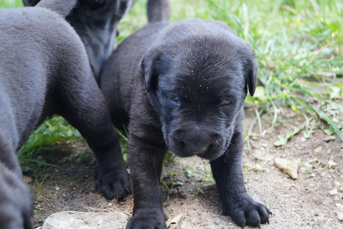 Blanding af racer Tikka (?) billede 17