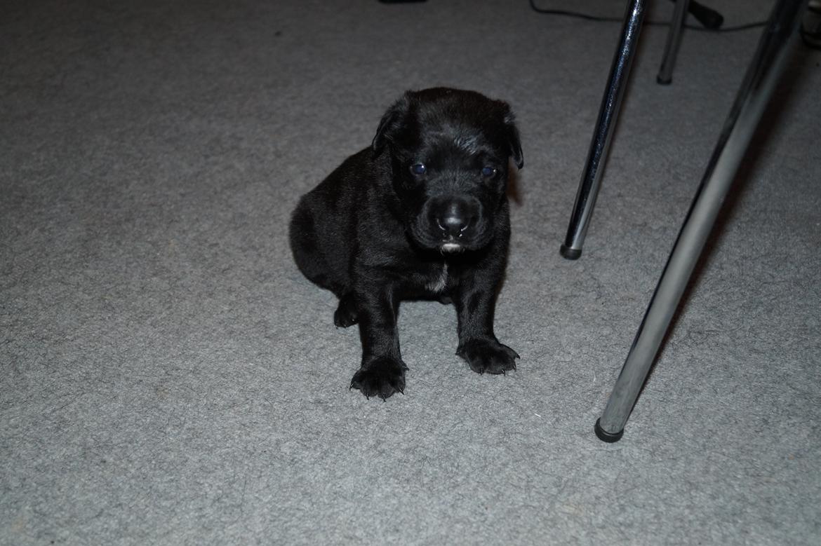 Blanding af racer Tikka (?) billede 18