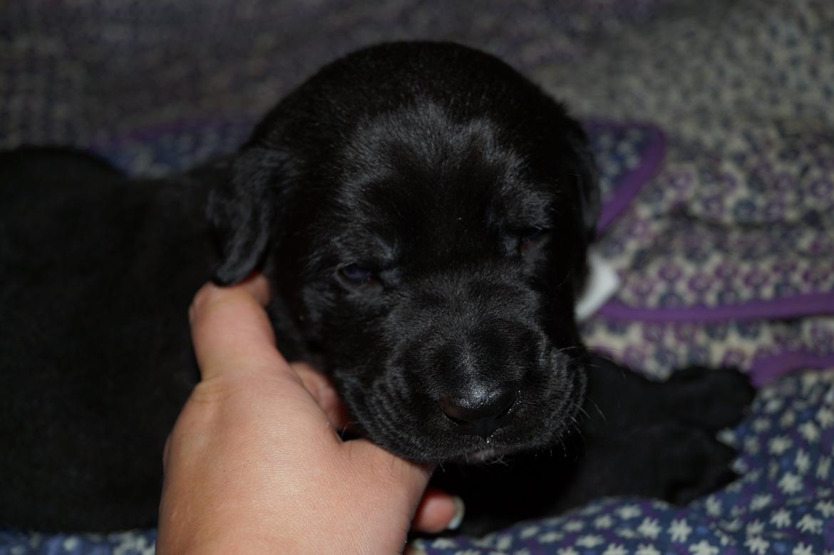 Blanding af racer Tikka (?) billede 19