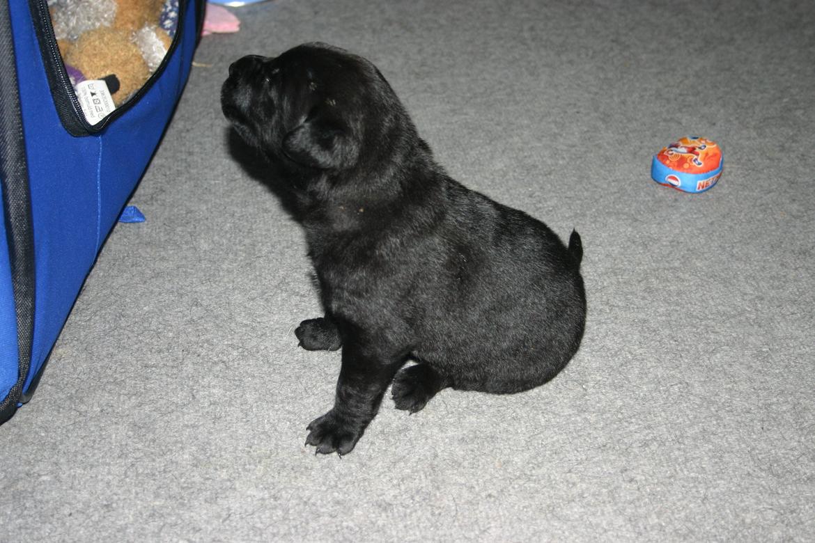 Blanding af racer Tikka (?) billede 20