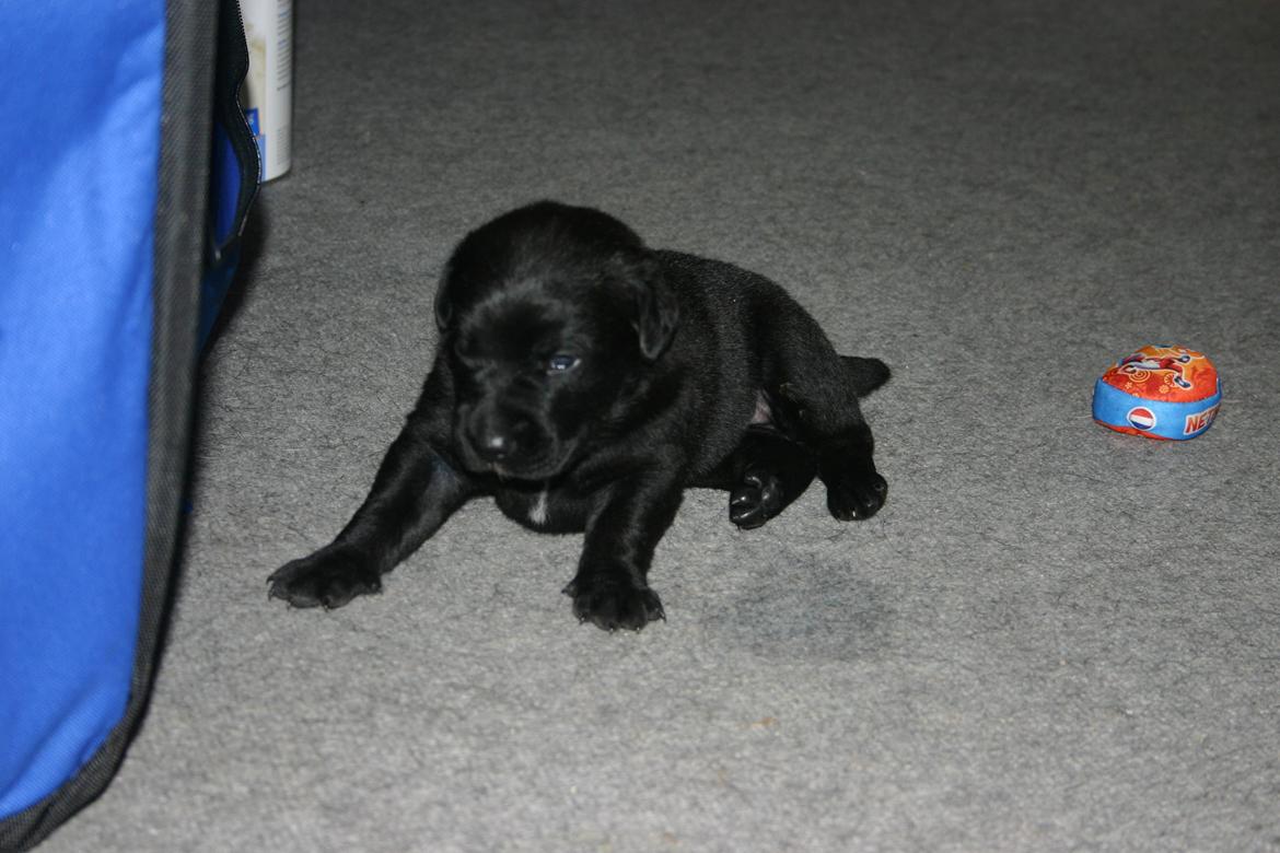 Blanding af racer Tikka (?) billede 21