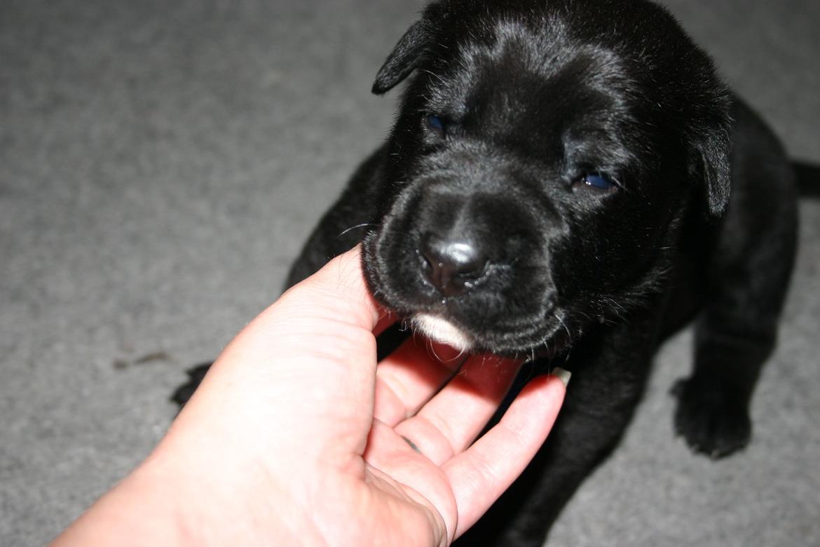 Blanding af racer Tikka (?) billede 22