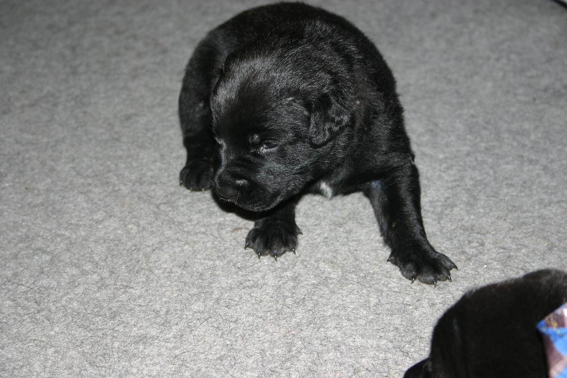 Blanding af racer Tikka (?) billede 23