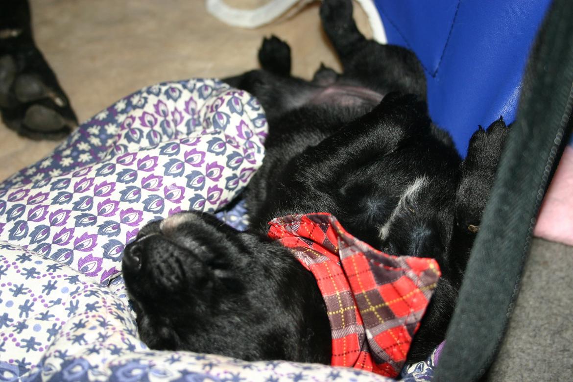 Blanding af racer Tikka (?) billede 24