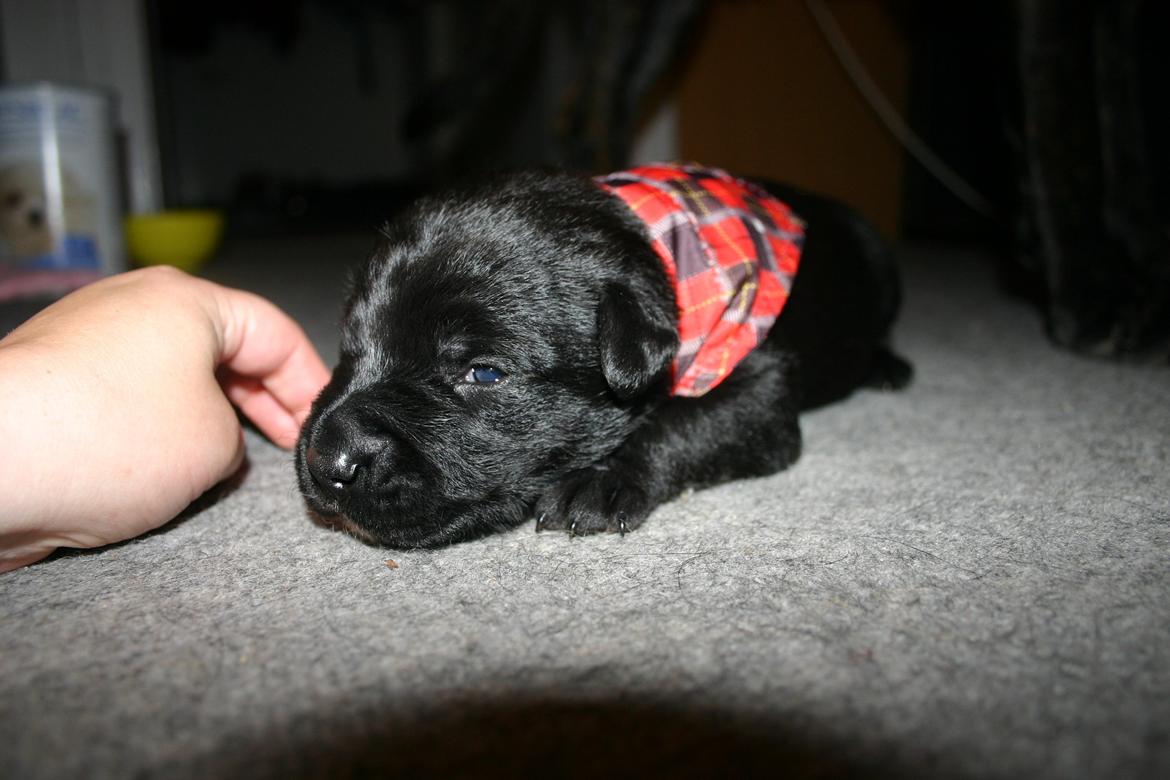 Blanding af racer Tikka (?) billede 25