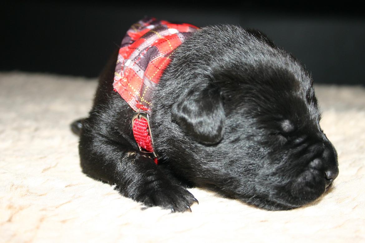 Blanding af racer Tikka (?) billede 26