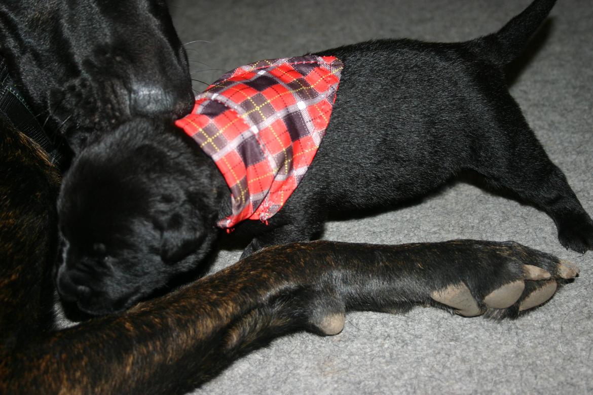 Blanding af racer Tikka (?) billede 27