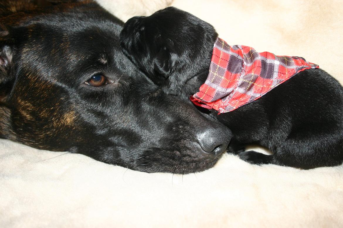 Blanding af racer Tikka (?) billede 28