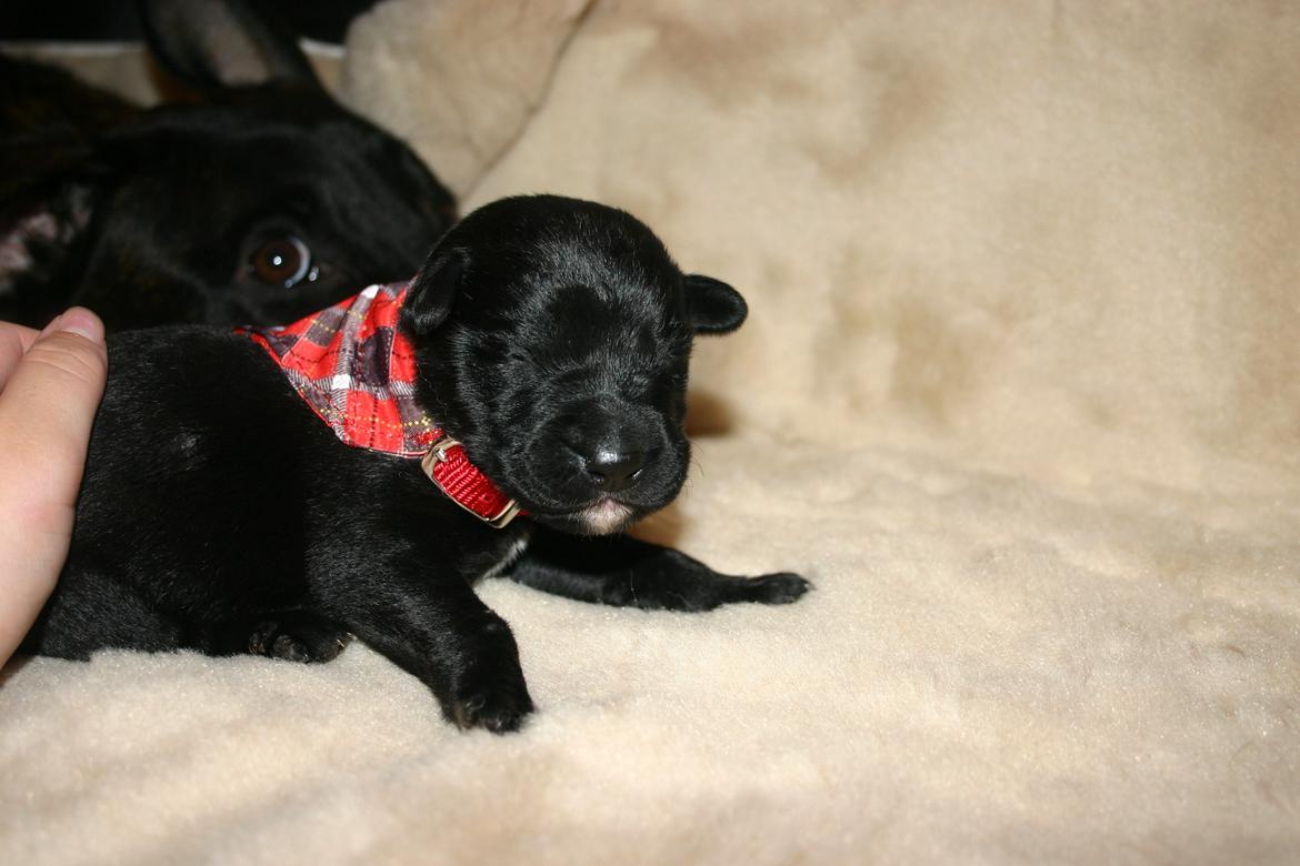 Blanding af racer Tikka (?) billede 29