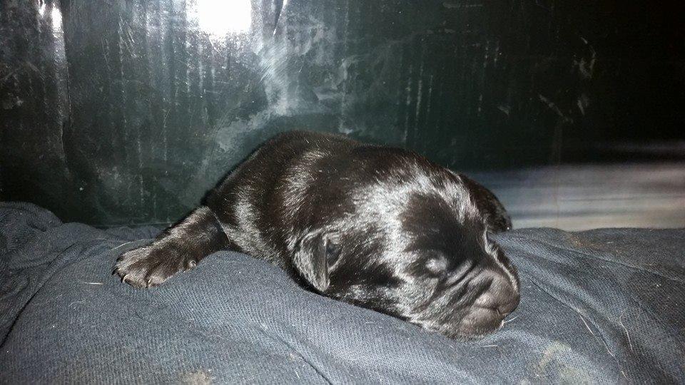 Blanding af racer Tikka (?) billede 30