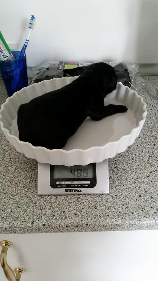 Blanding af racer Tikka (?) billede 31