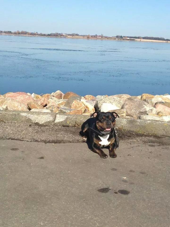 Staffordshire bull terrier Shirley  billede 2