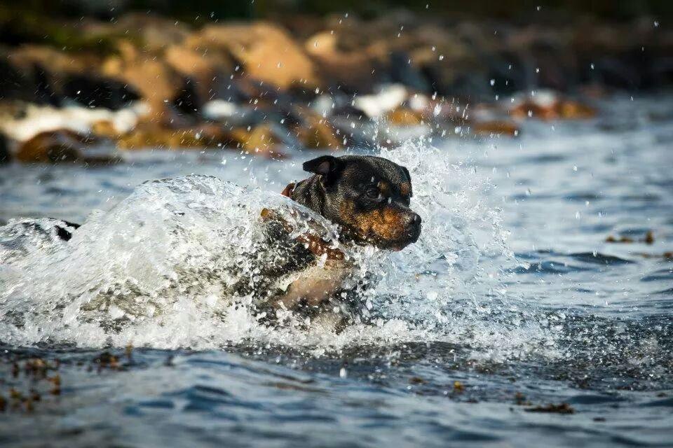 Staffordshire bull terrier Shirley  billede 3