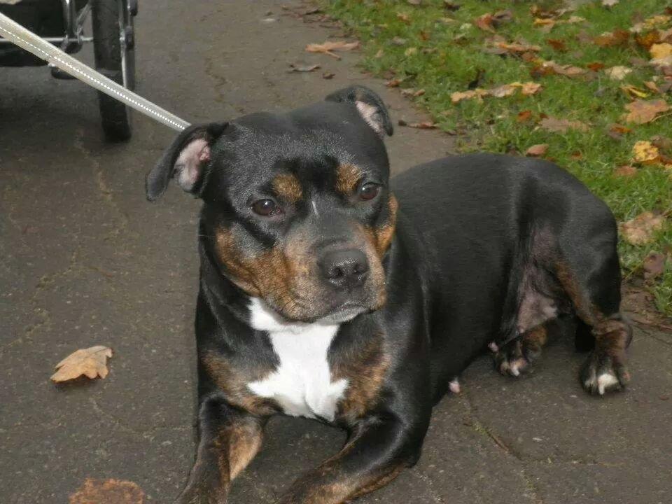 Staffordshire bull terrier Shirley  billede 4
