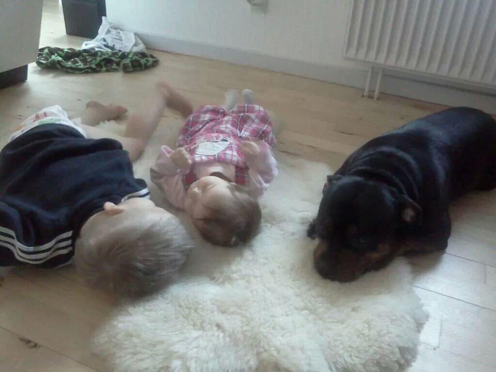 Staffordshire bull terrier Shirley  billede 5