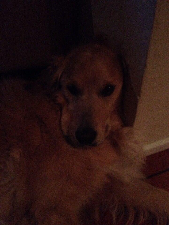 Golden retriever Koda billede 16