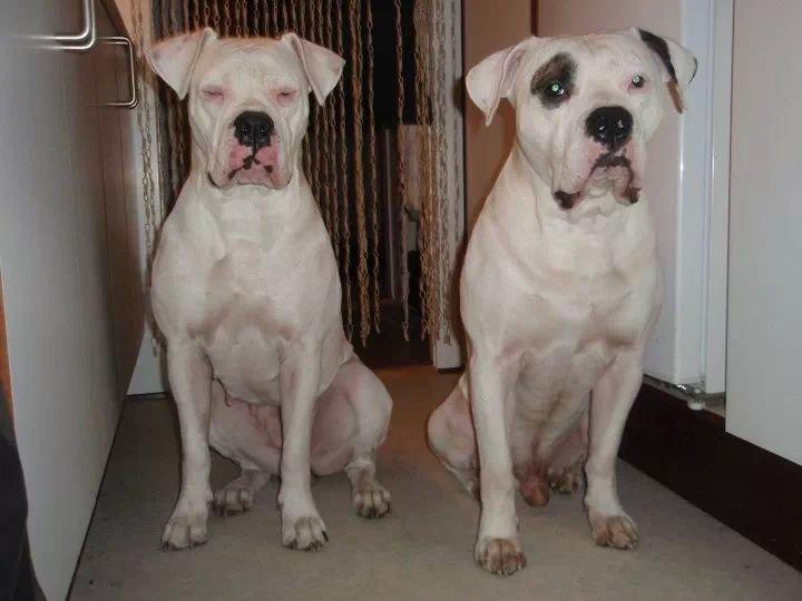 Amerikansk bulldog Ghetto Super Star* R.I.P billede 21