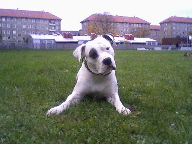 Amerikansk bulldog Ghetto Super Star* R.I.P billede 23