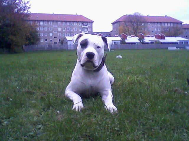 Amerikansk bulldog Ghetto Super Star* R.I.P billede 24