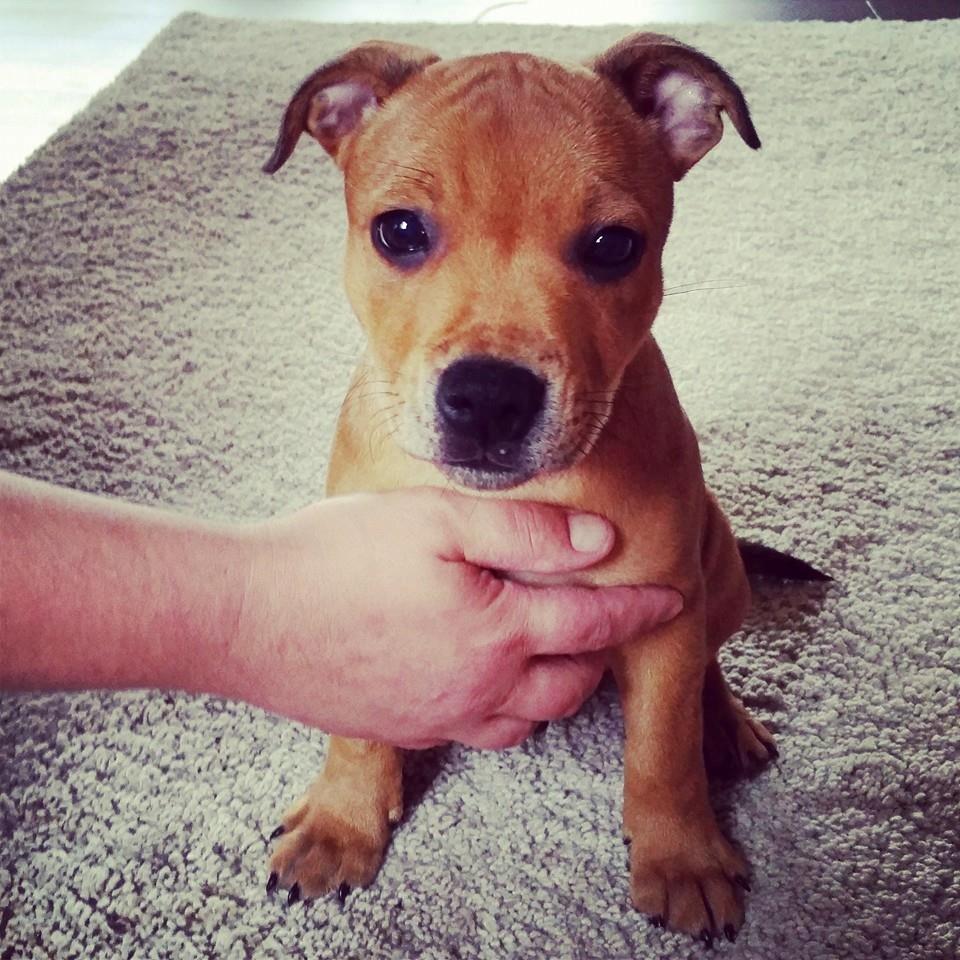 Staffordshire bull terrier Gadfeldts Babbling Magnum aka Toro billede 11