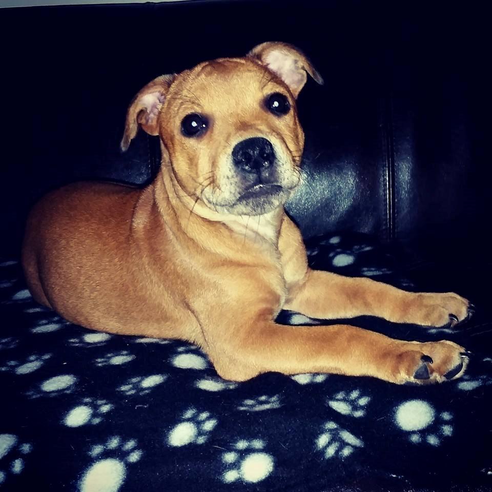 Staffordshire bull terrier Gadfeldts Babbling Magnum aka Toro billede 20