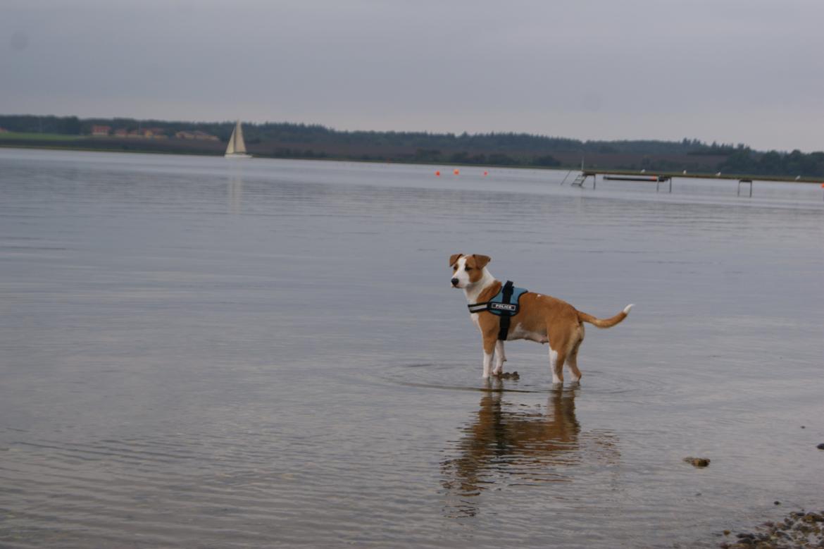 Blanding af racer Vega billede 47