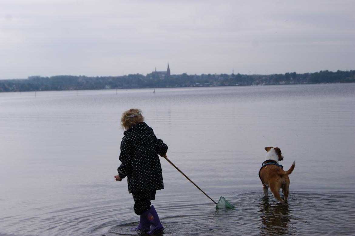 Blanding af racer Vega billede 46