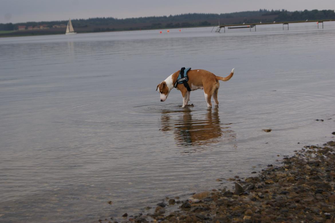 Blanding af racer Vega billede 48