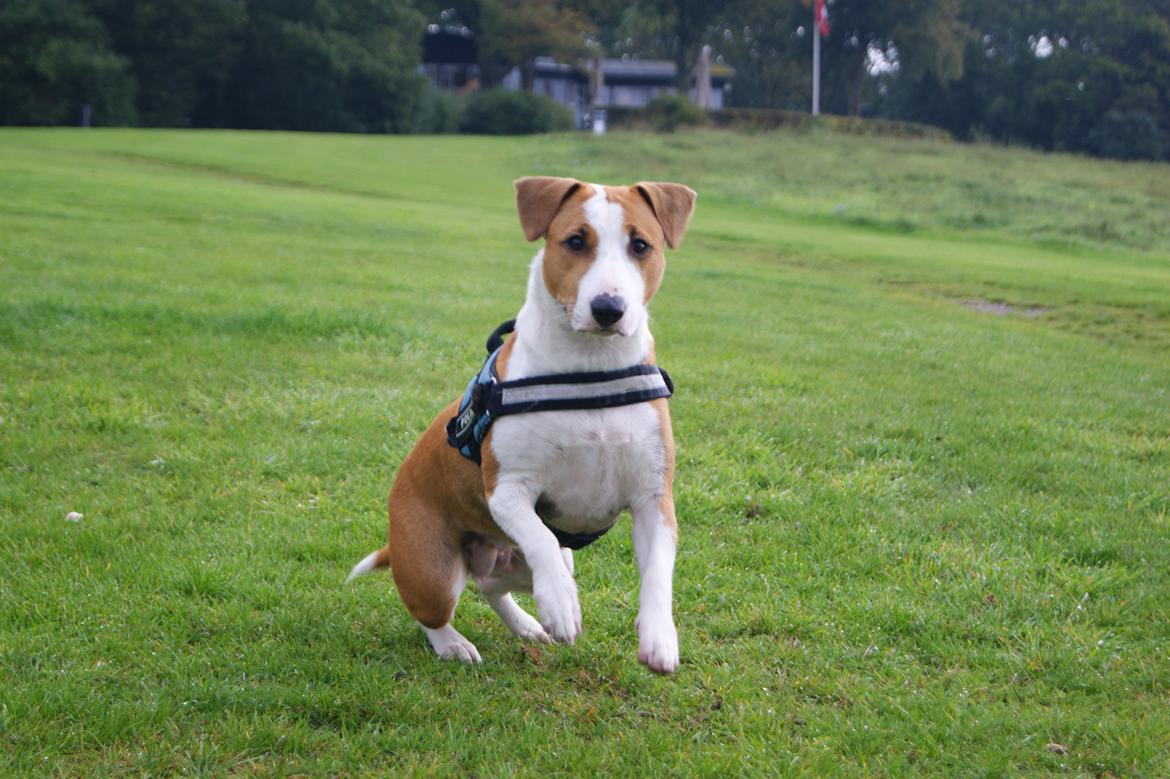 Blanding af racer Vega billede 4