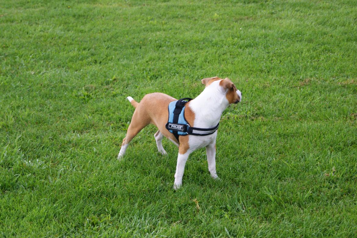 Blanding af racer Vega billede 49