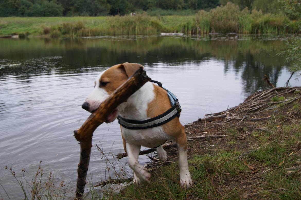 Blanding af racer Vega billede 50