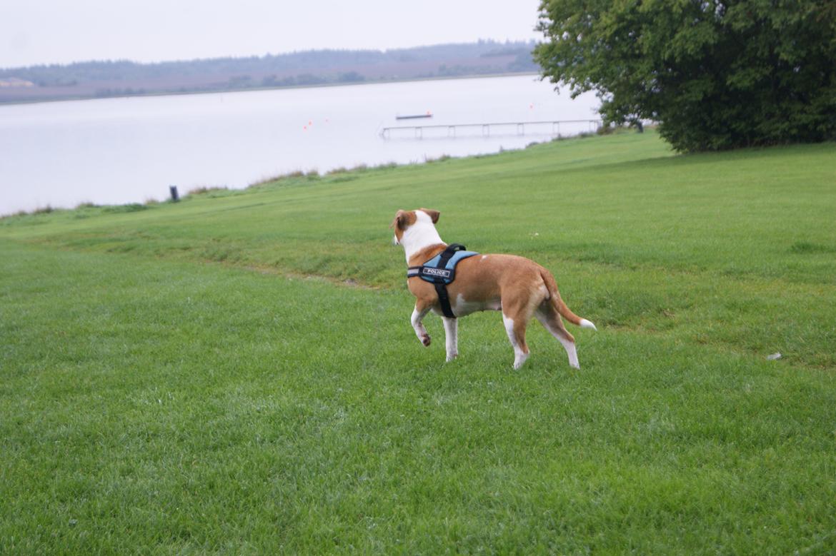 Blanding af racer Vega billede 3