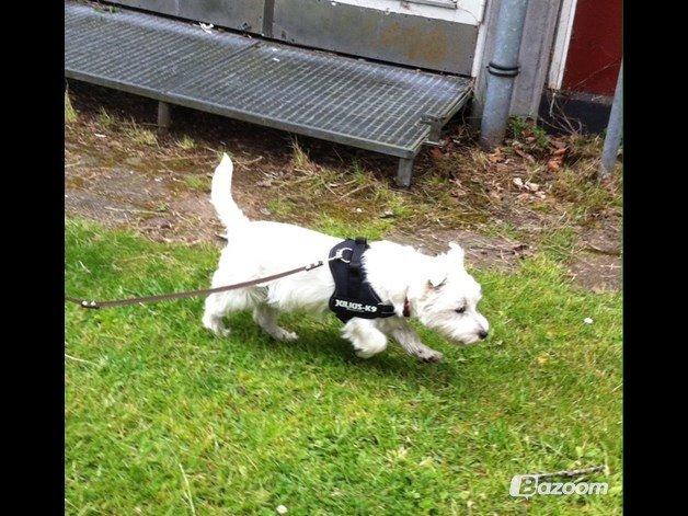 Blanding af racer Dina <3 -Prinsesse hunden- - Jeg kommer mor jeg skal bare liiiigee herhen!.. billede 3