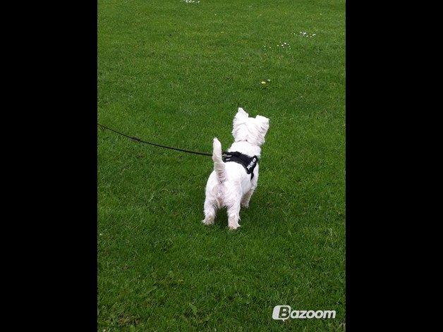 Blanding af racer Dina <3 -Prinsesse hunden- billede 4